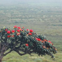 Rhododendron arboreum subsp. zeylanicum (Booth) Tagg